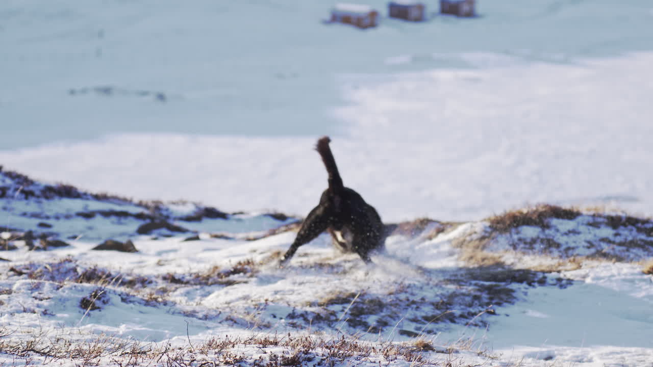 경계하는 인디 아이슬란드 개는 모험적으로 가져오는 놀이를합니다.