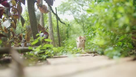 cute curious tabby marmalade kitten walking down overgrown garden path towards camera slow motion