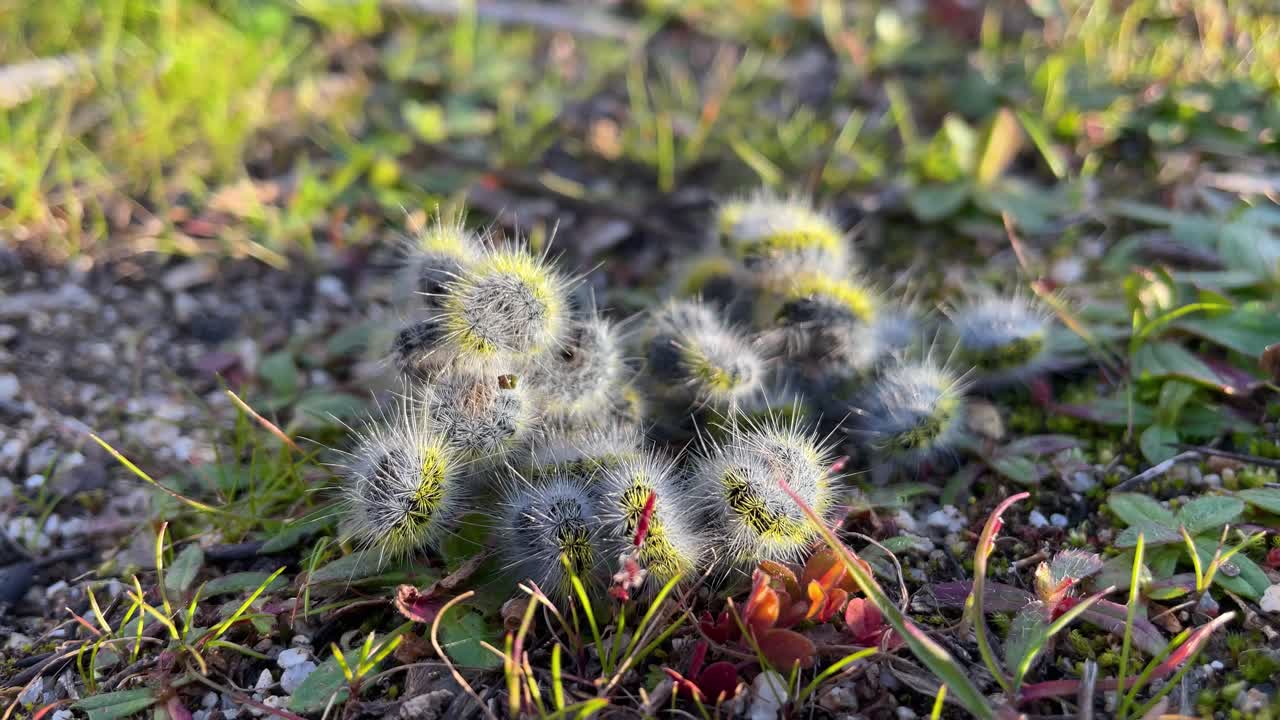 Close-up shot of a group of hairy caterpillars curled into a tight ball on the ground, with vivid yellow and blue colors enhanced by sunlight, creating a striking natural scene.