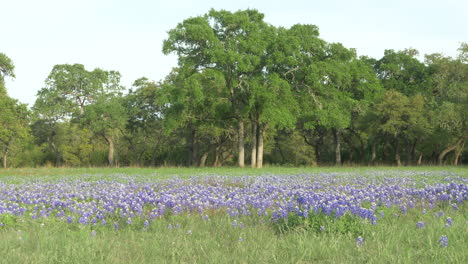 texas wildflowers blooming in the spring, bluebonnets and various other flowers