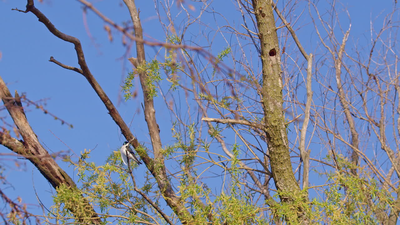 Purple martin flying swan feather up to nest in slow motion