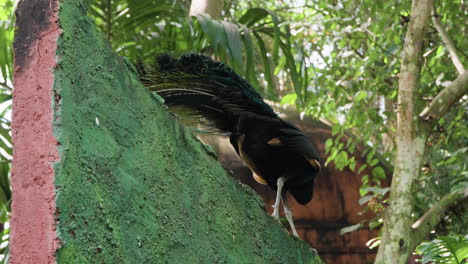 Green-Peafowl-or-Indonesian-Peacock-Walking-on-Fence-in-Bali-Safari-and-Marine-Park-in-Siangan,-Indonesia---low-angle-view-tracking