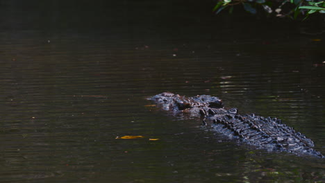 Cocodrilo-Nadando-En-Un-Rio