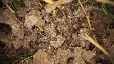 wide angle macro shot of disturbed fire ant mound