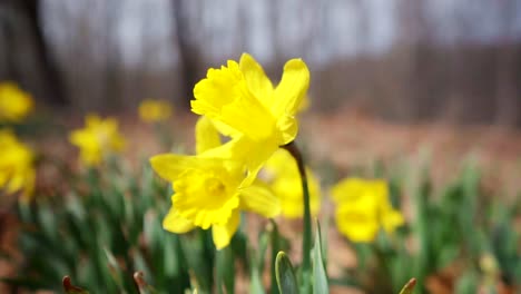 Rotierende-Zeitlupenaufnahme-Von-Narzissenblüten-Mit-Wald-Im-Hintergrund