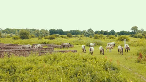 Pferde,-Die-Gras-In-Der-Natur-Fressen