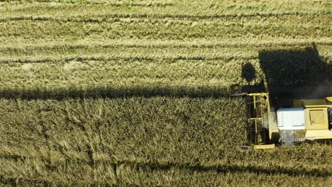Combine-Harvester-harvesting-rye-field-crop,-aerial-bird's-eye-view