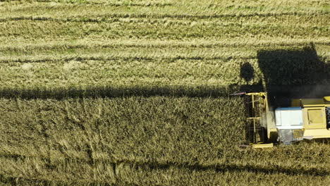 combine harvester harvesting rye field crop, aerial bird's eye view