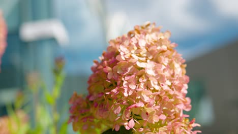 Hortensia-Smnhprzep---Primer-Plano-De-Brote-Floreciente