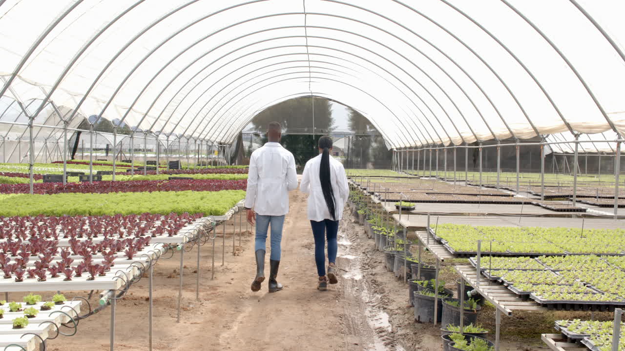 Walking through hydroponic farm, two african american farmers inspecting plant growth in greenhouse