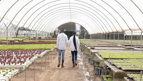 walking through hydroponic farm, two african american farmers inspecting plant growth in greenhouse