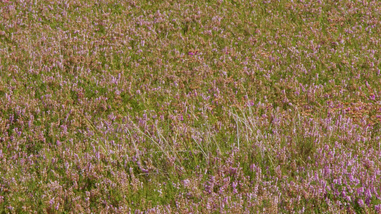 Purple wildflowers and green grasses sway in sunlight on a tranquil Scottish highland meadow