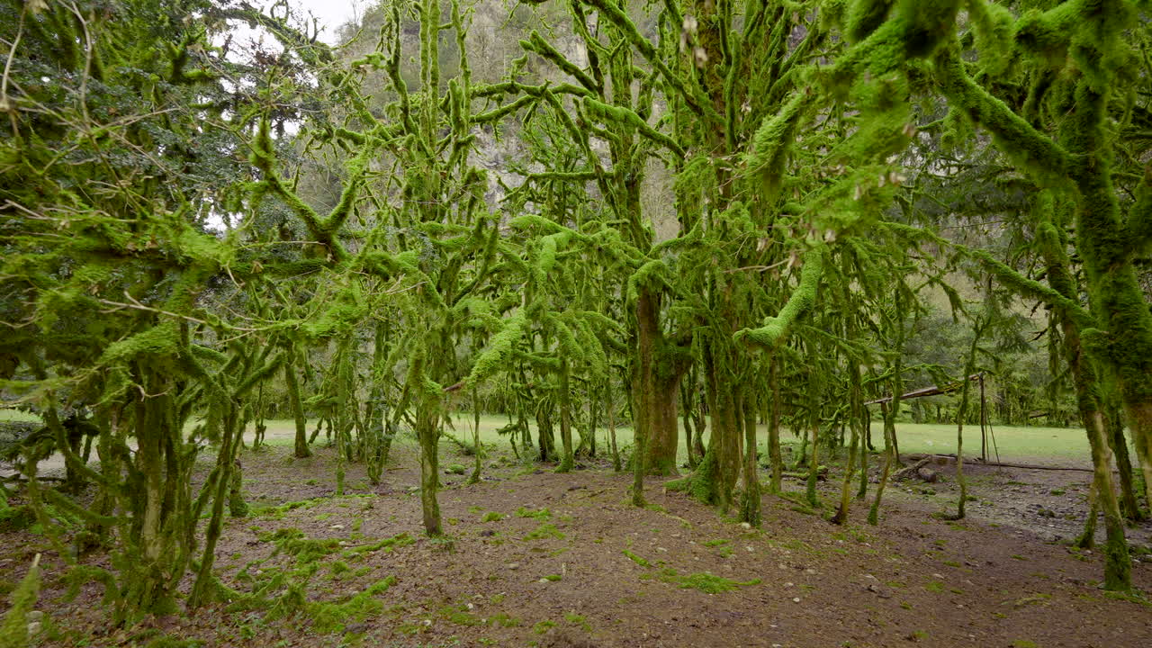 bosque cubierto de musgo