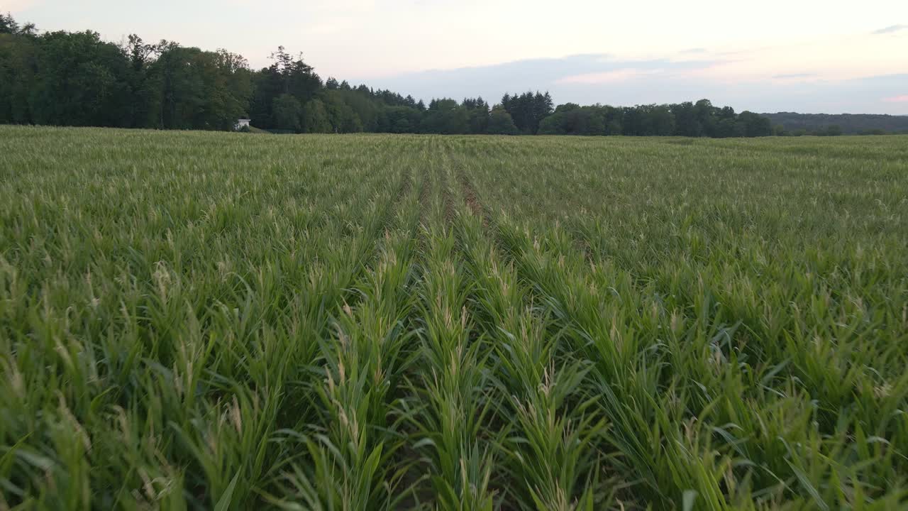 vuelo de drones bajo y lento muestra las hileras de plantas de los enormes campos de maíz en alemania