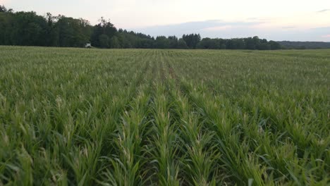 Low-and-slow-drone-flight-shows-the-rows-of-plants-of-the-huge-corn-fields-in-germany