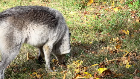 a male rocky mountain gray wolf sniffs back and forth along the ground