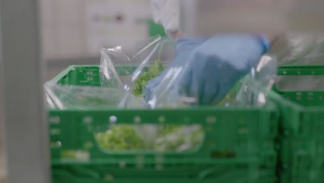 packaging fresh lettuce in a food processing facility