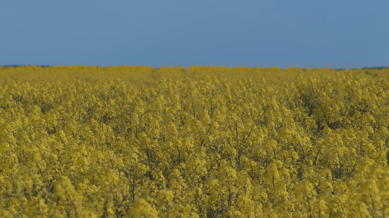 Campo di colza giallo e cielo azzurro sereno.