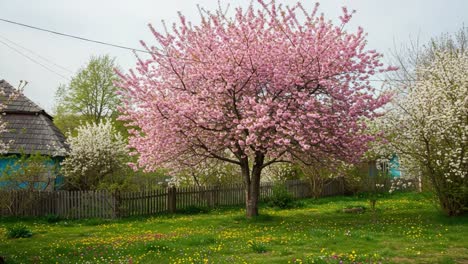A Breathtaking Display of Spring Blooms: Vibrant Cherry Blossoms and Lush Greenery in an Idyllic Garden Scene