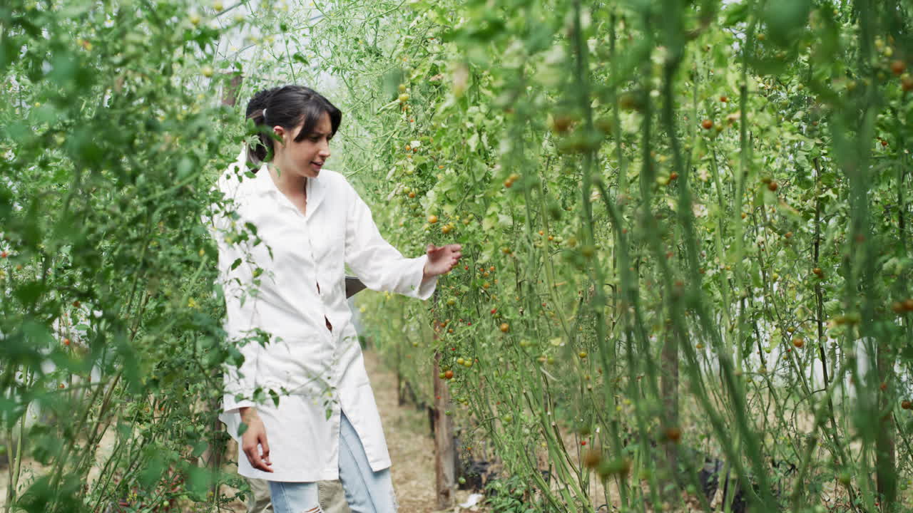 científicos inspeccionando las plantas de tomate en un invernadero