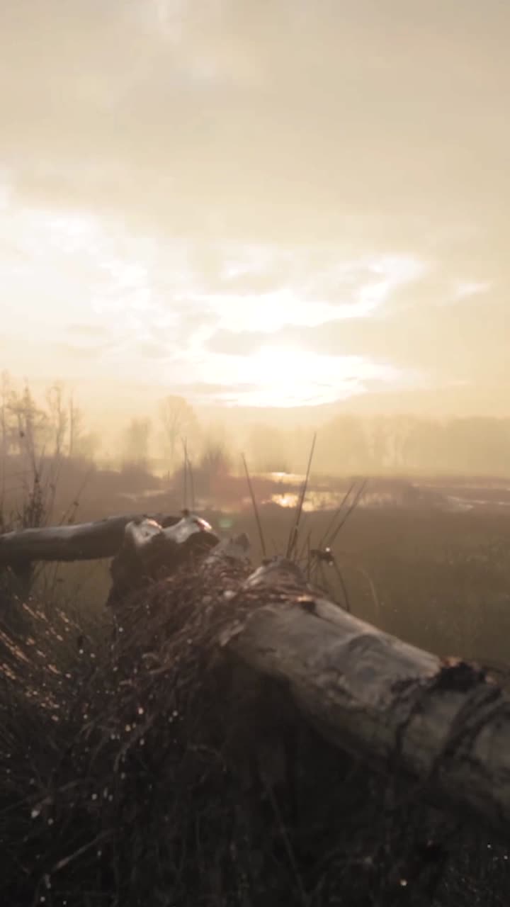 el amanecer brumoso sobre un pantano