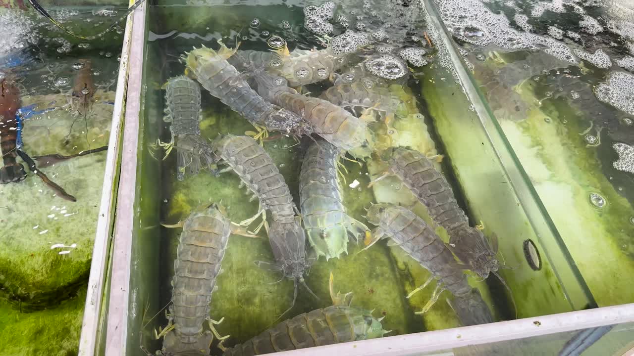 Several live mantis shrimp move in a glass seafood tank under bright, natural market lighting