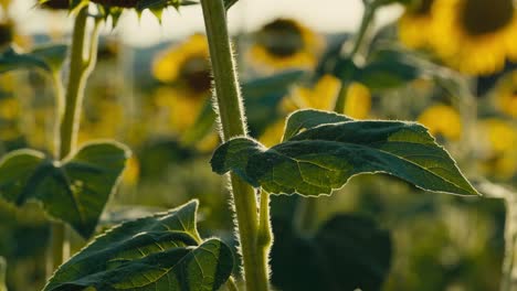 close-up of sunflower leaves with seeds