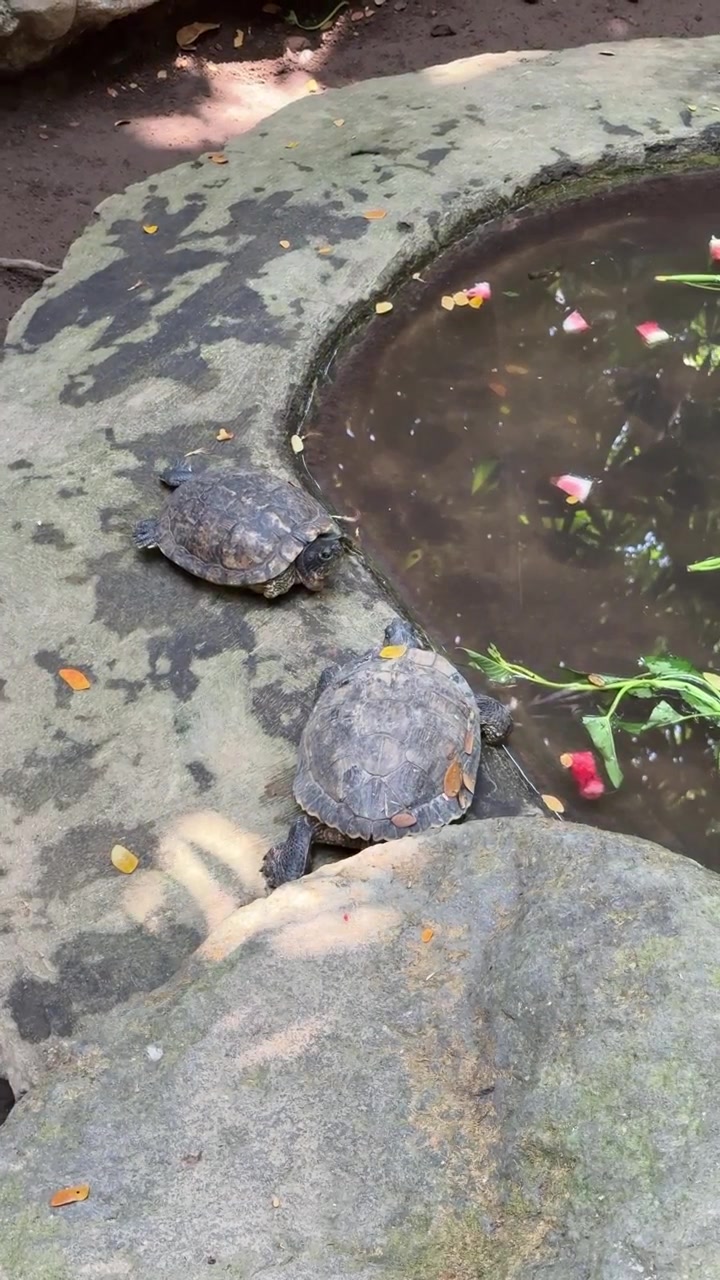 Two Turtles Resting on a Stone Edge Beside a Pond