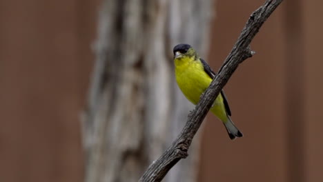 Slow-motion-of-a-goldfinch-on-a-branch