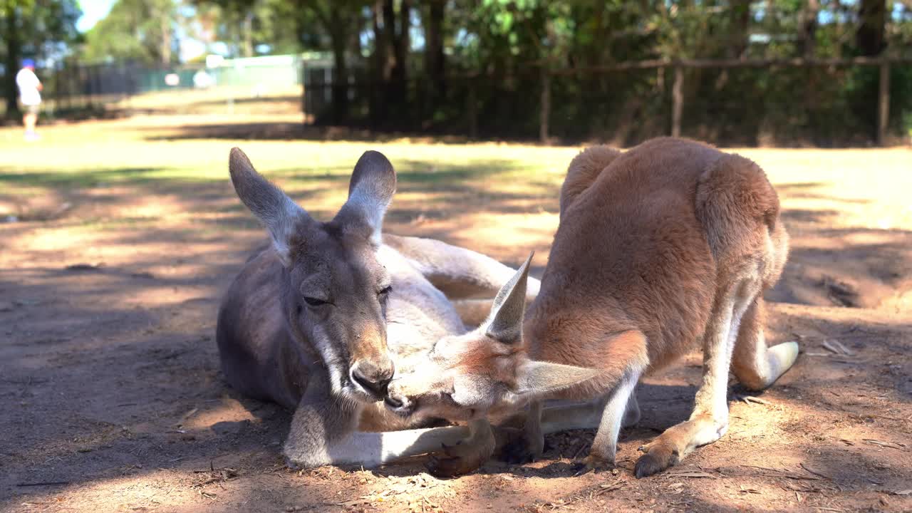 plano de tierra de primer plano capturando la interacción entre la madre y el niño canguro rojo, macropus rufus en su hábitat natural, besándose, acariciándose y tocándose la nariz para formar un vínculo