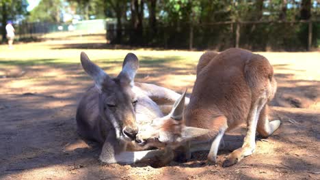 ground level close up shot capturing the interaction between mother and child red kangaroo, macropus rufus in its natural habitat, kissing, nuzzling and nose touching each other to form a bonding