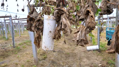Gypsum mould hanging in a farm for crafting hulu pumpkin gourds, Liaocheng, China.