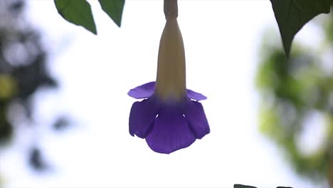 bush clockvine flor violeta colgando de la rama boca abajo, sobre un fondo claro