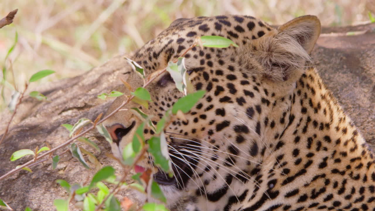Ein getarnter Leopardenkopf in der Savanne zur Mittagszeit