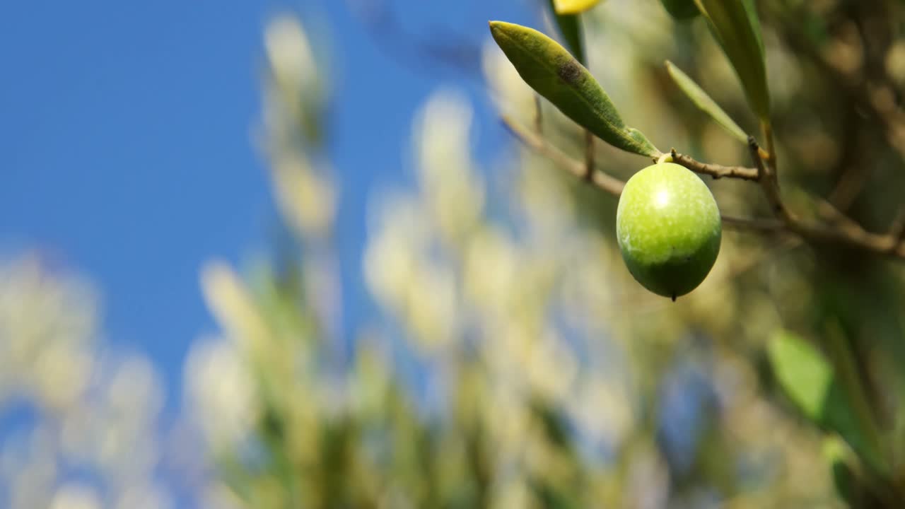 крупный снимок оливок на ветке в ферме 4k