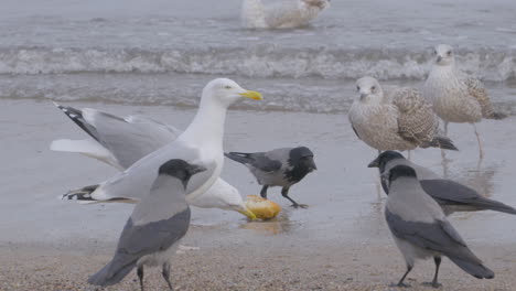 a flock of birds scramble for a roll meal on the seashore