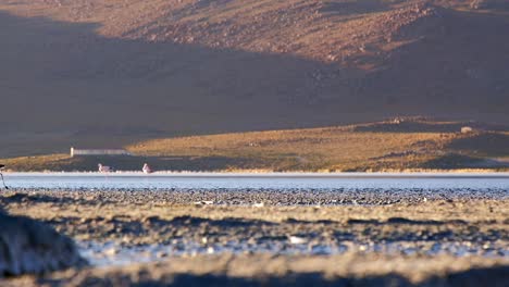 andean flamingos in their reproductive natural habitat south america red lagoon, water salt lake, laguna colorada, bolivia, altiplano