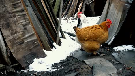 two chicken walking around the farm