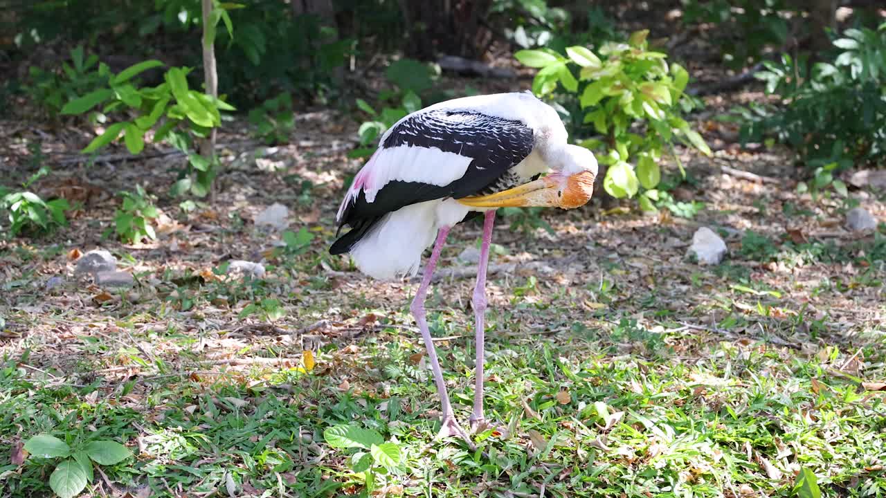 Stork feeding on grass in Chonburi, Thailand