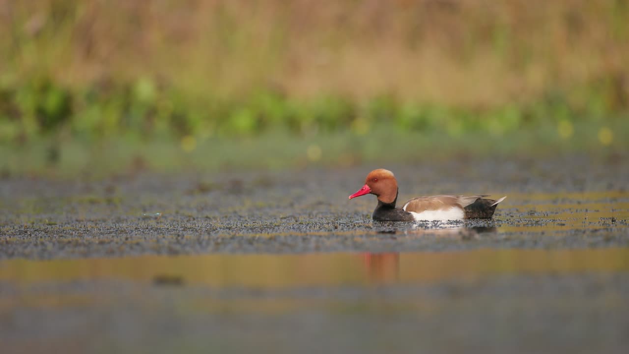 el macho adulto de la especie netta rufina