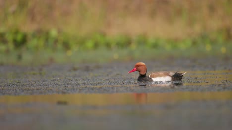 adult male red-crested pochard (netta rufina)