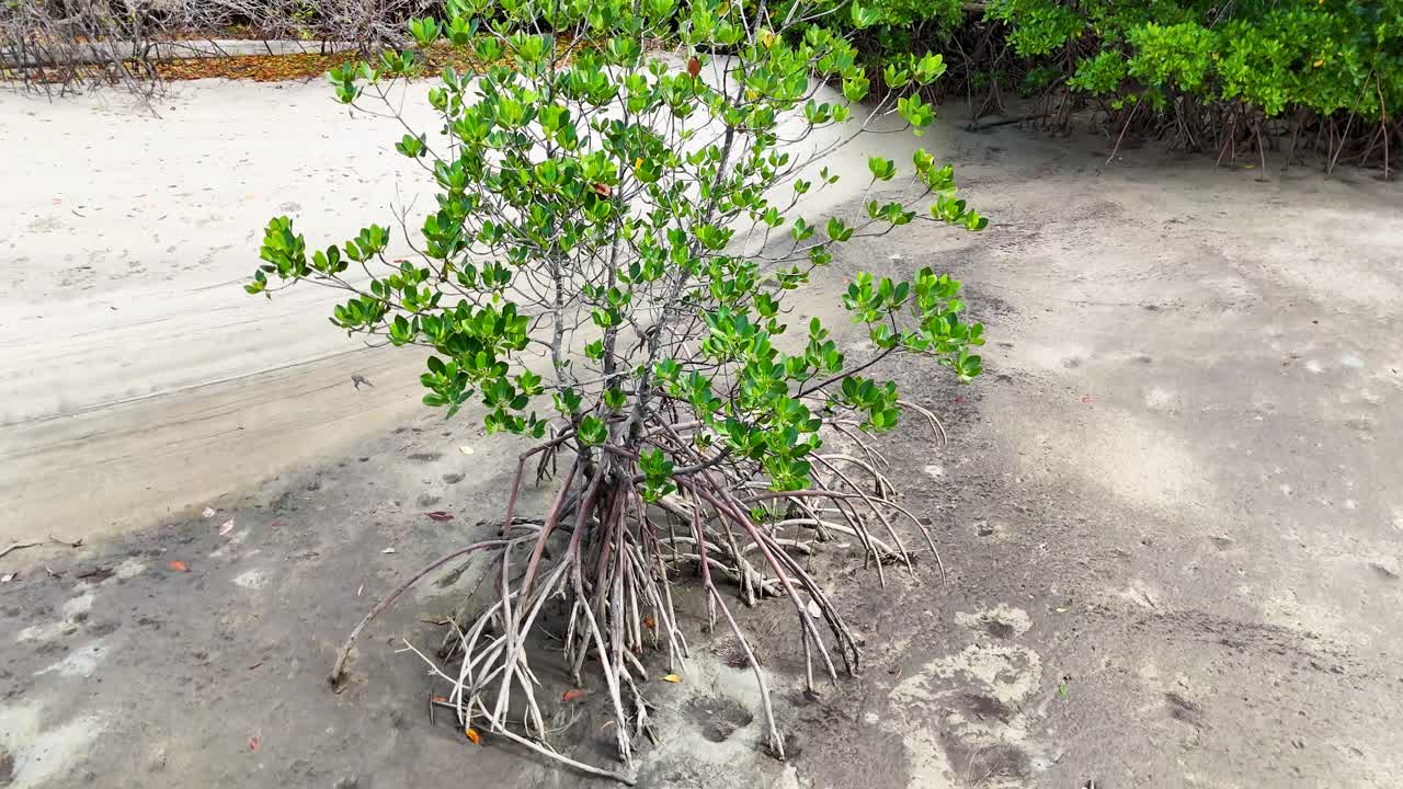 Single mangrove tree on sandy beach, camera slowly circling, natural daylight, tropical coastal environment
