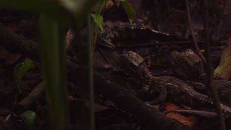 caiman babies on forest floor a red bug comes and sits on the baby who shakes it off