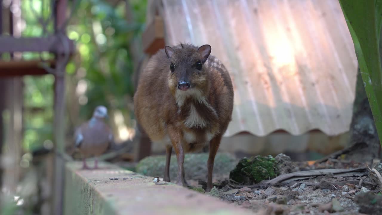 임신한 어미 쥐사슴, 트라굴루스 칸칠, 랑카위 야생 공원 뒤에서 침입자 비둘기가 접근하는 흐릿한 배경에 가만히 서서 핸드헬드 모션 샷을 닫습니다.