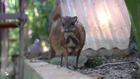 madre embarazada ciervo-ratón menor, tragulus kanchil, parada contra un fondo borroso con una paloma intrusa acercándose desde atrás en el parque de vida silvestre langkawi, primer plano de movimiento manual
