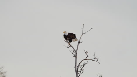 águila calva posada en las ramitas contra el cielo despejado en waterton, alberta, canadá - tiro de ángulo bajo