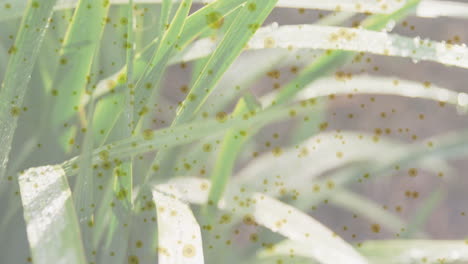 green leaves with dewdrops overlaid with floating yellow particles animation