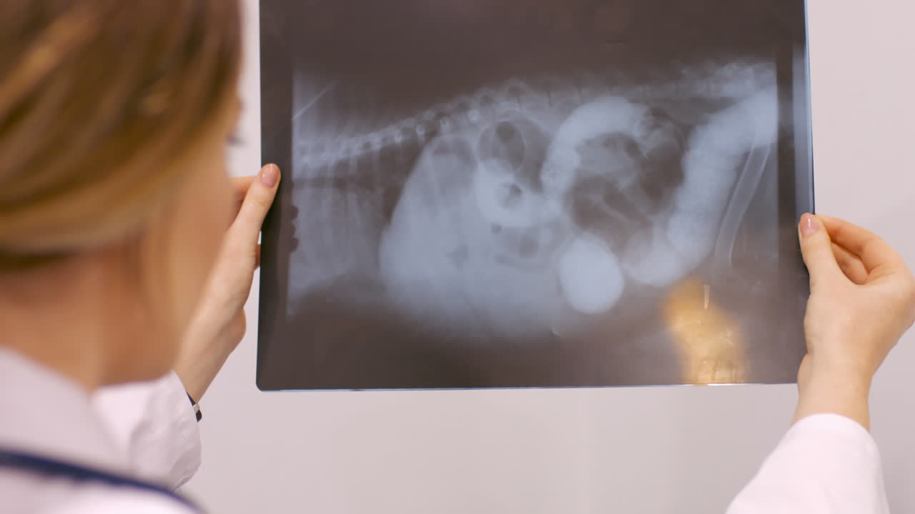 Vet is examining the xray radio