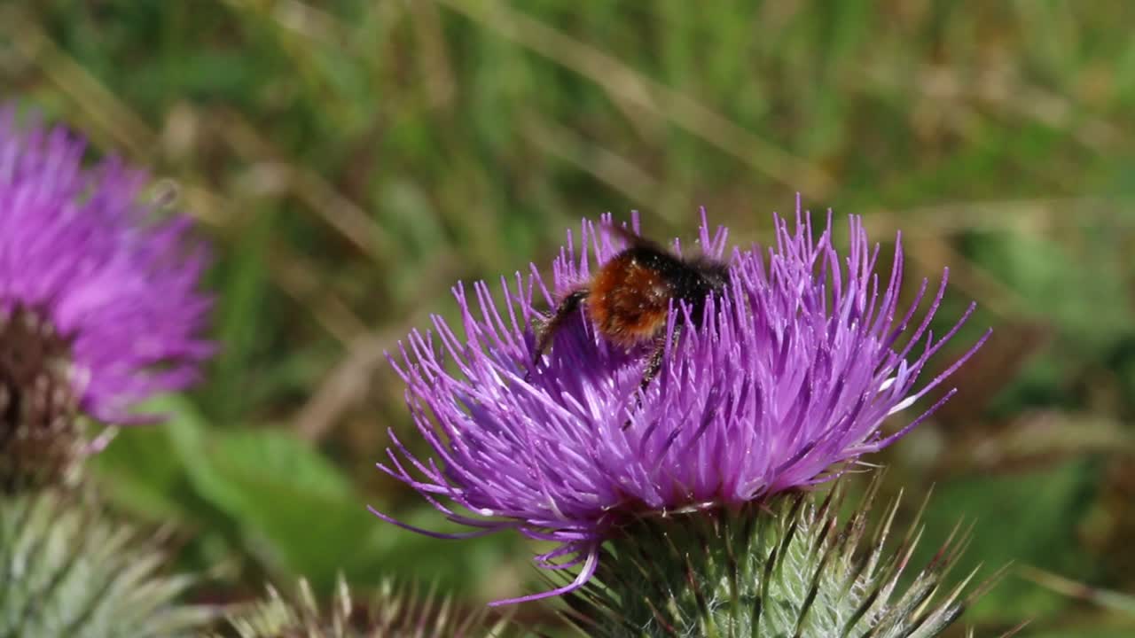 un abejorro en una flor de cardo en julio