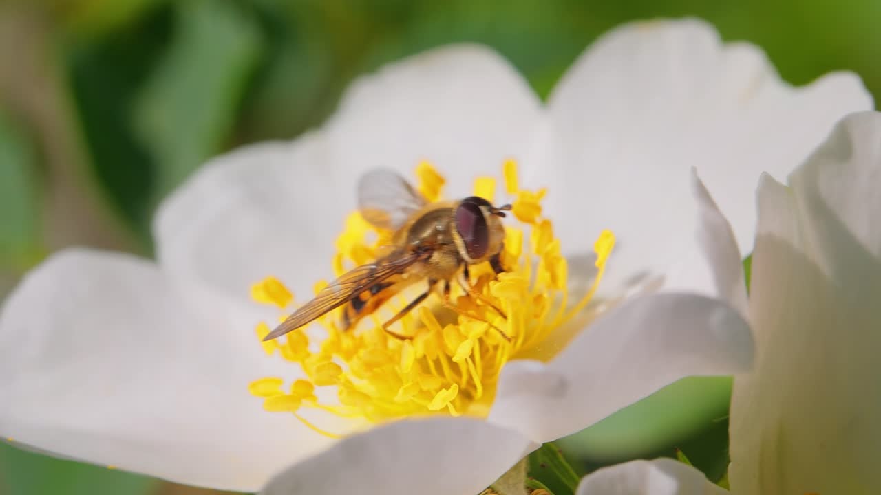 moscas hoverflies, moscas de flores o moscas syrphid, insectos de la familia syrphidae. se disfrazan de insectos peligrosos avispas y abejas. los adultos de muchas especies se alimentan principalmente de néctar y polen de flores.
